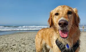Szczęśliwy golden retriever po kąpieli w morzu. Idealne wakacje z psem nad morzem!