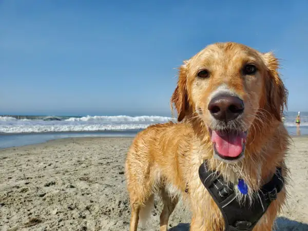 Szczęśliwy golden retriever po kąpieli w morzu. Idealne wakacje z psem nad morzem!